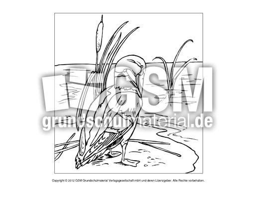 Ausmalbilder-Stockente 3.pdf